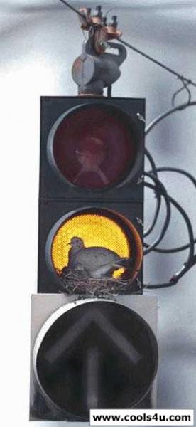 7mamame 7oma9e aktaria belada